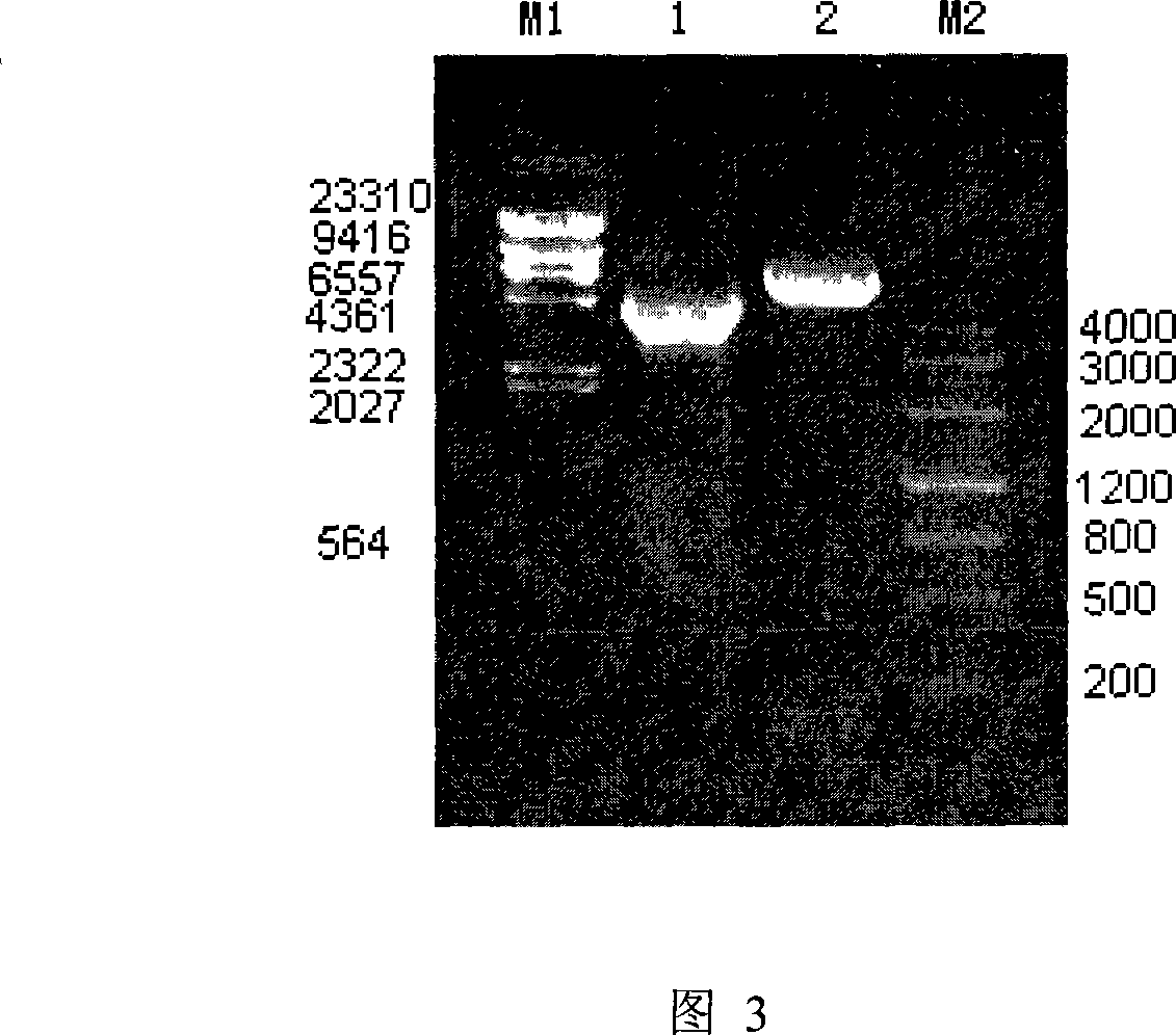 Construction of geldanamycin gene engineering high yield strain