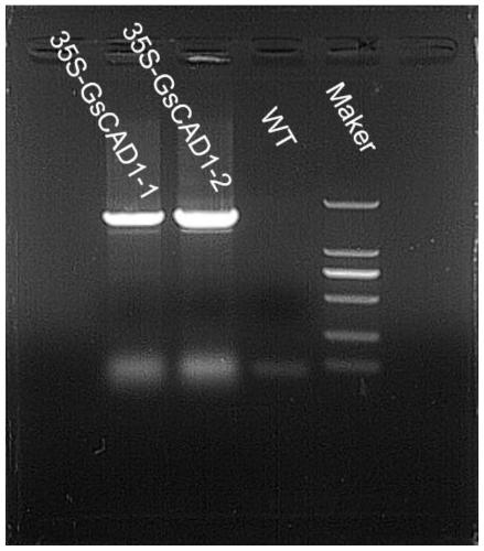 Mosaic-virus resistance GsCAD1 gene separated from wild soybeans, encoded protein and application of GsCAD1 gene