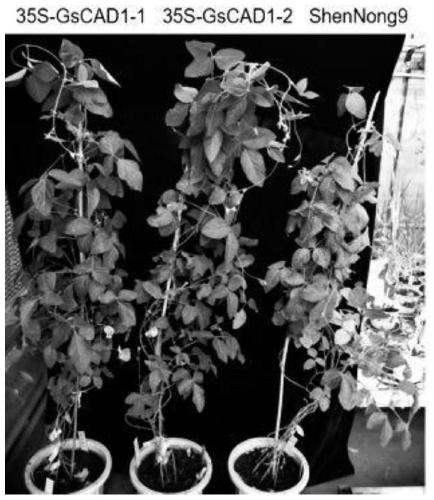 Mosaic-virus resistance GsCAD1 gene separated from wild soybeans, encoded protein and application of GsCAD1 gene