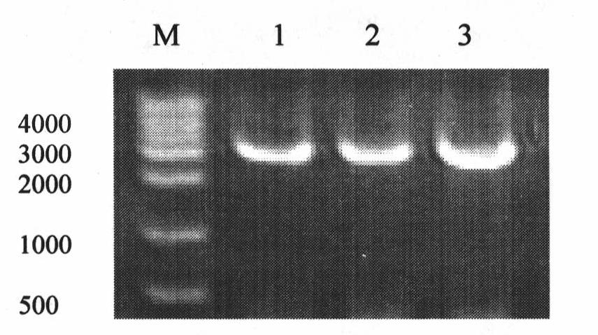 Method for producing blattella germanica allergen Bla g 7 protein in bacilliform virus-insect expression system