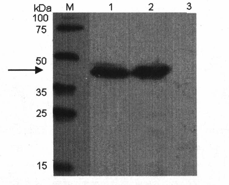 Method for producing blattella germanica allergen Bla g 7 protein in bacilliform virus-insect expression system