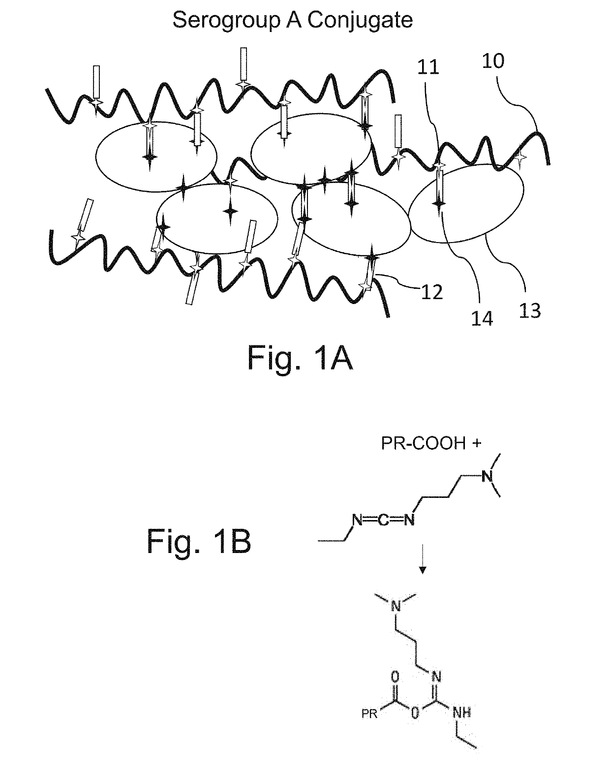 Neisseria meningitidis vaccine