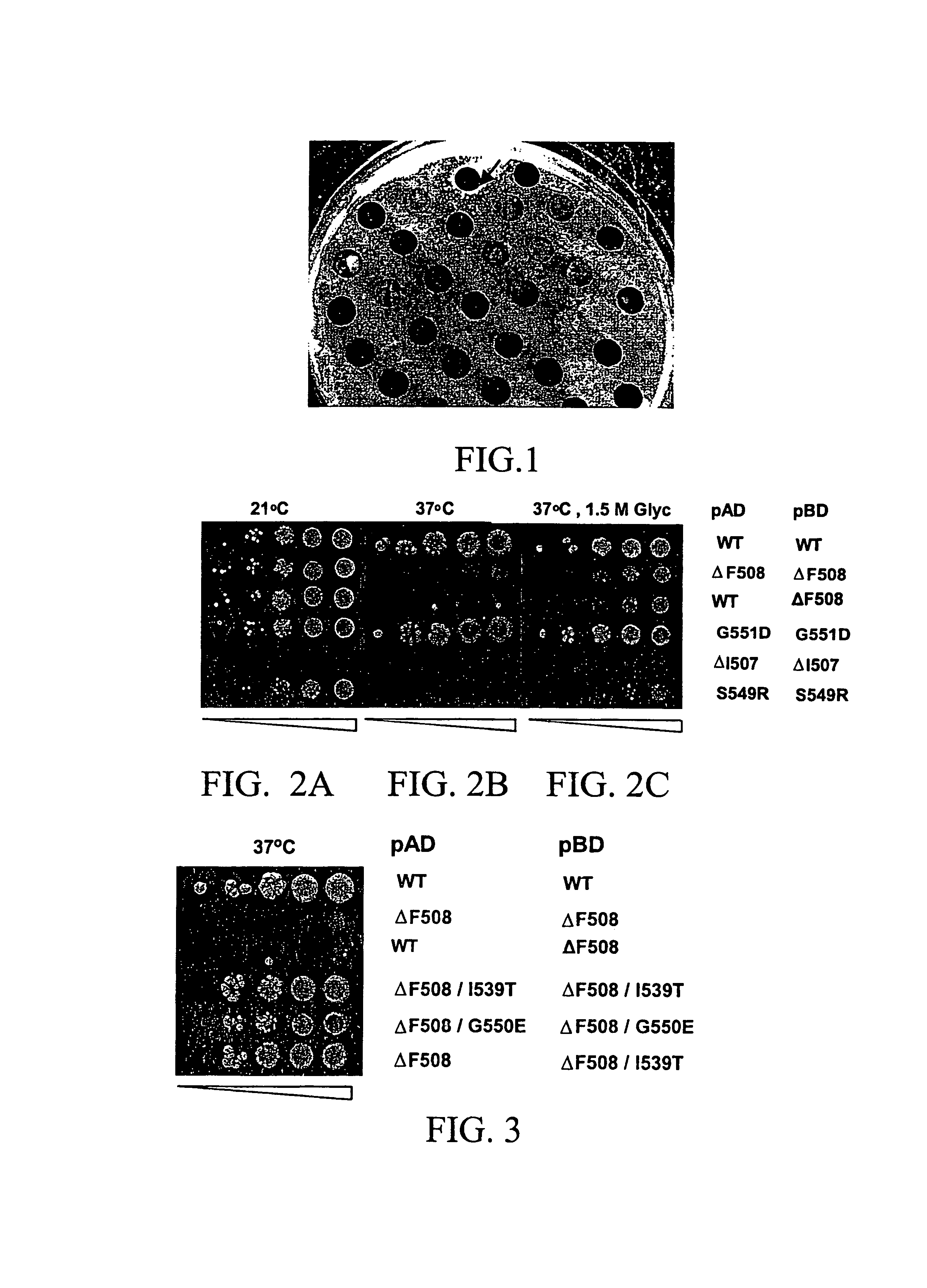 Materials and methods for detecting interaction of CFTR polypeptides
