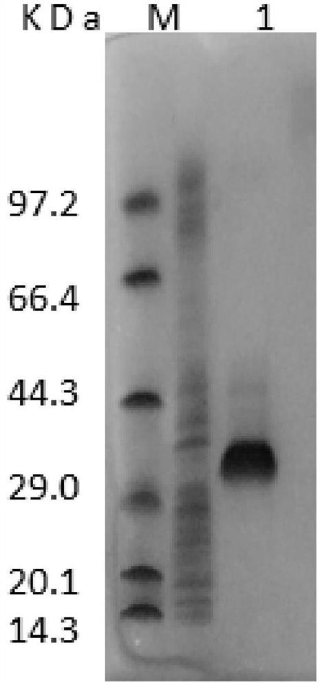 Medium and low temperature endo-β-mannanase and its coding gene and application