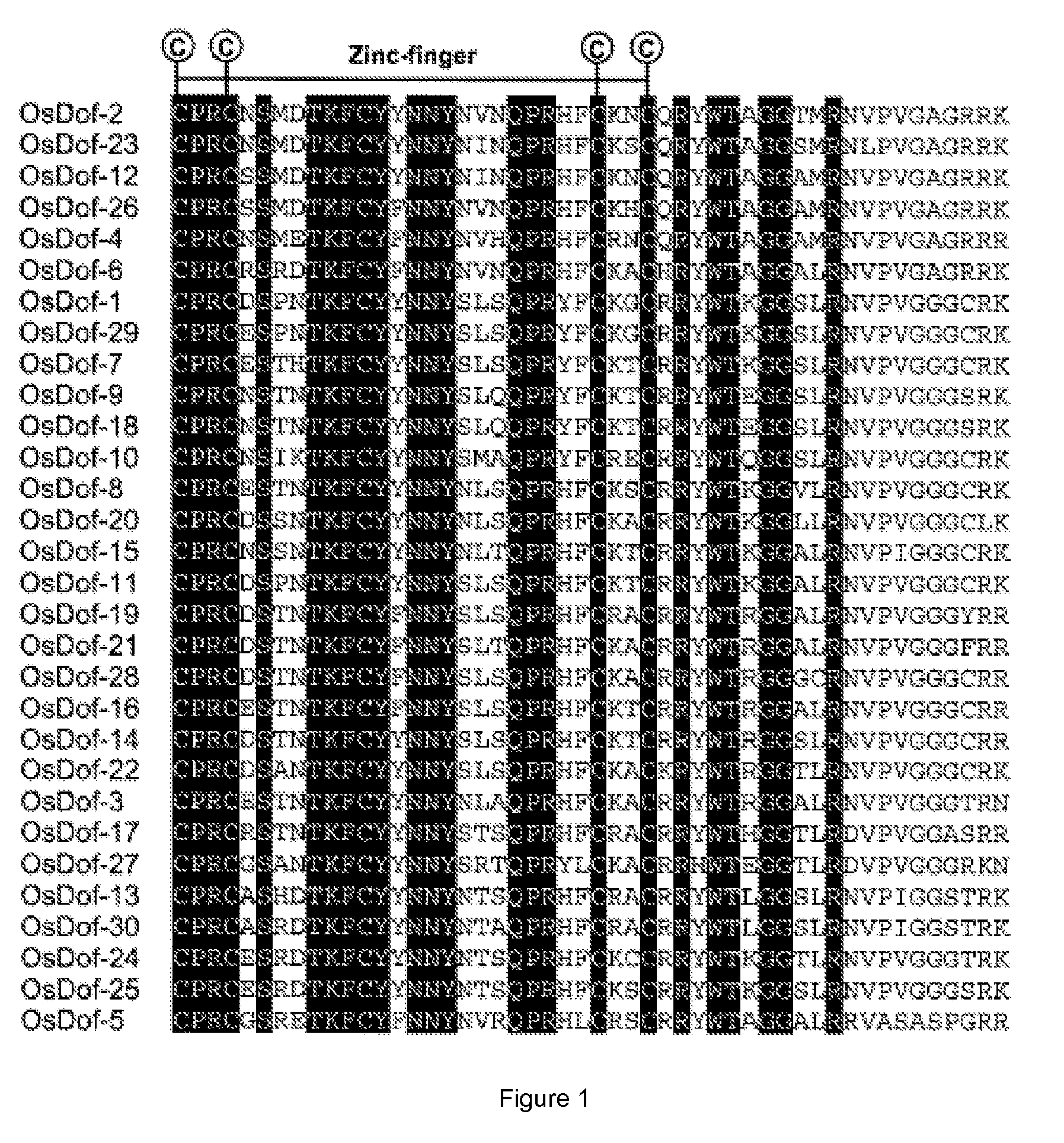 Dof (dna binding with one finger) sequences and methods of use