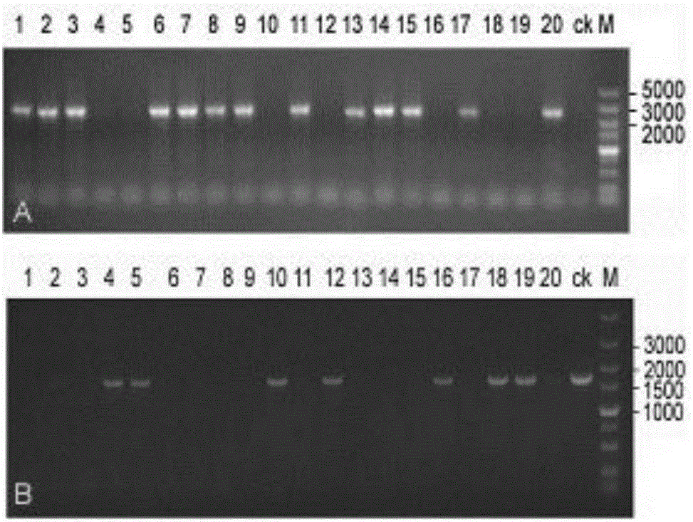 Aspergillus niger gene knockout method
