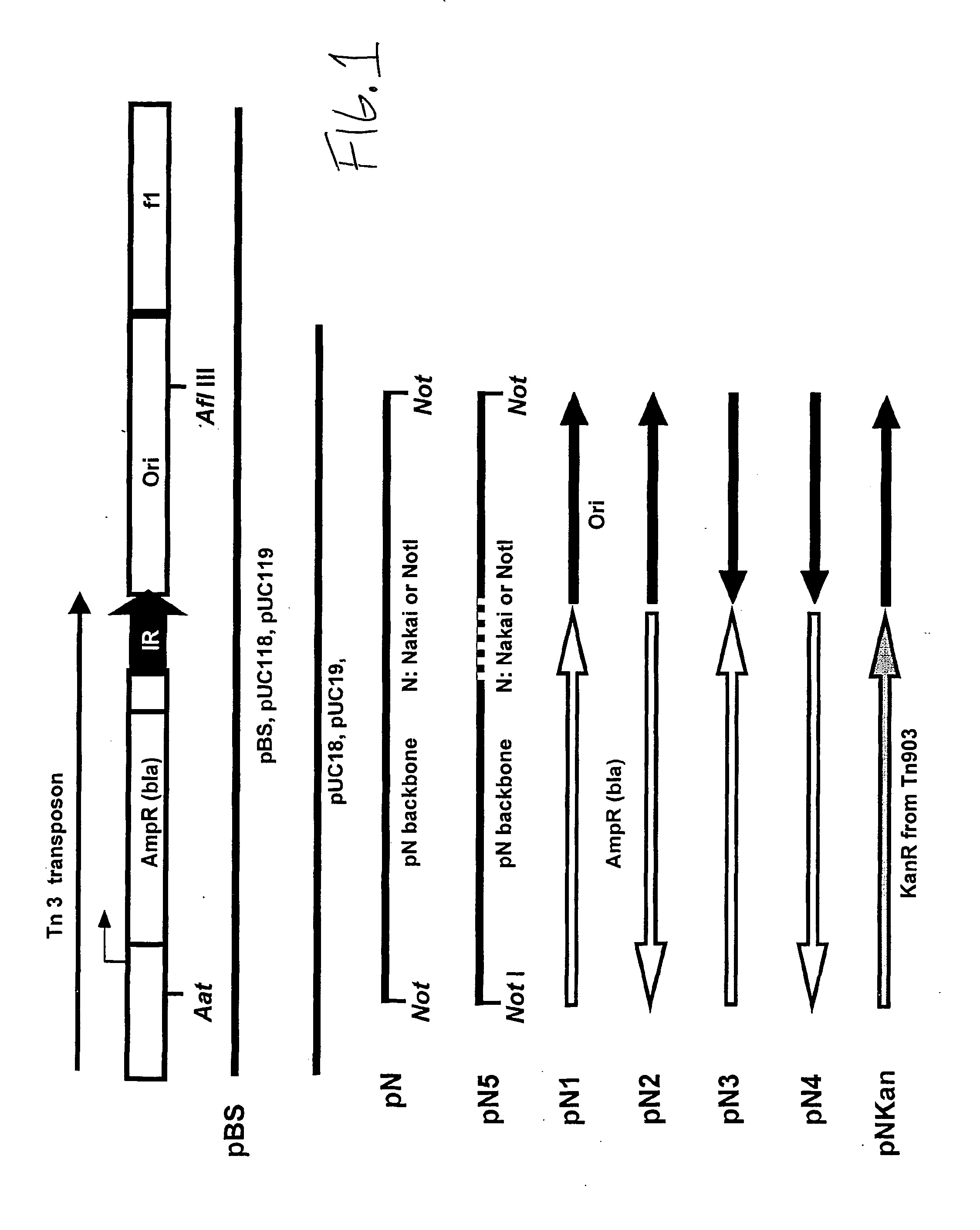 Minimal plasmid vectors that provide for persistent and high level gene expression and methods for using the same
