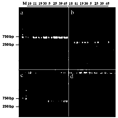 Method for identifying homokaryotic strains in T. trogii S0301