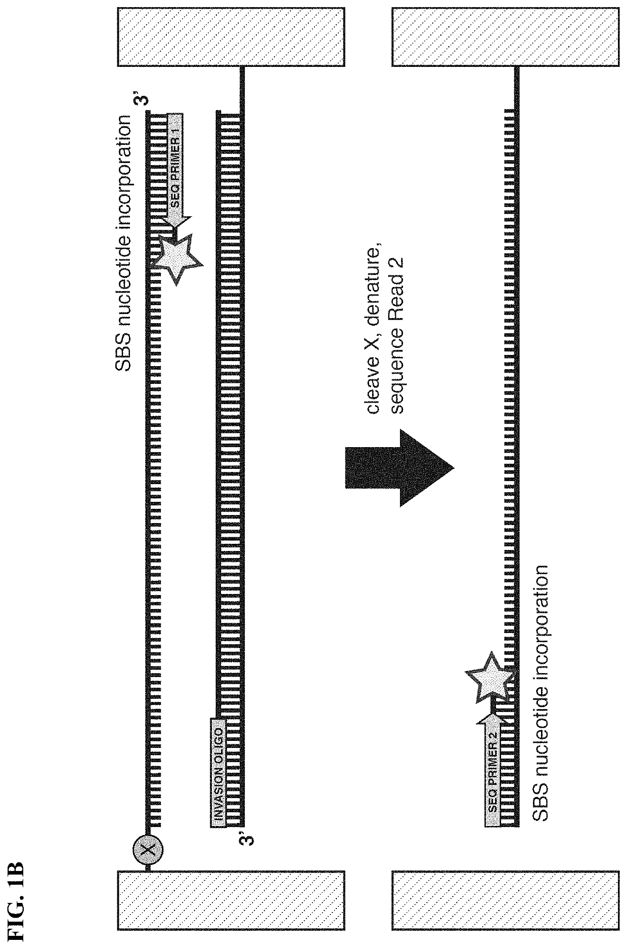 Methods and compositions for sequencing complementary polynucleotides