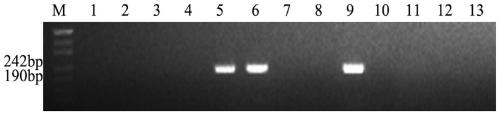 Tetraploid elytrigia elongata 3E chromosome molecular marker and application thereof