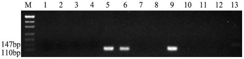 Tetraploid elytrigia elongata 3E chromosome molecular marker and application thereof