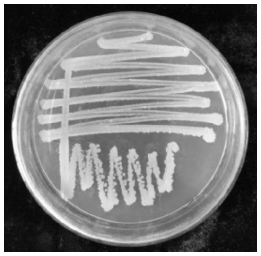 Bacteria with resistance to plant soil-borne diseases and uses thereof