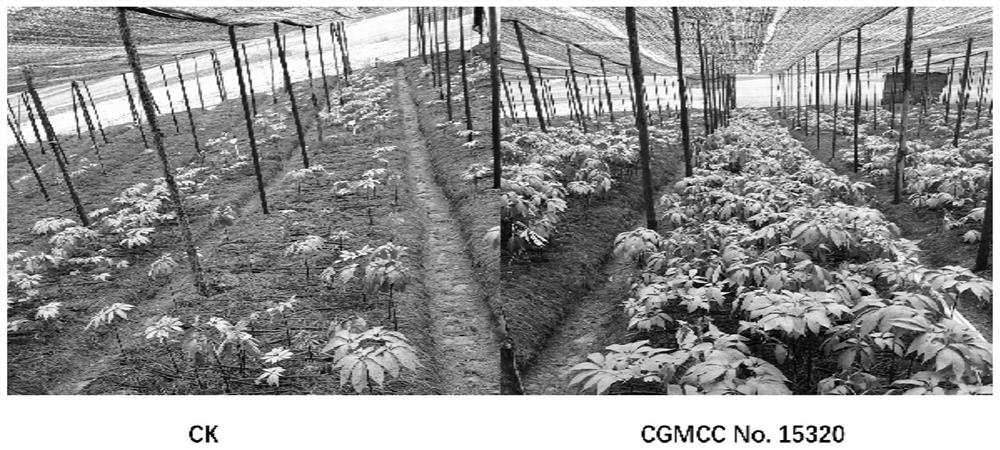 Bacteria with resistance to plant soil-borne diseases and uses thereof