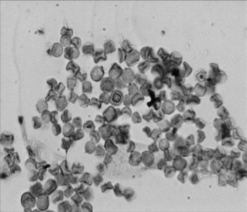 A strain of Aspergillus parasiticus and its preparation method and application