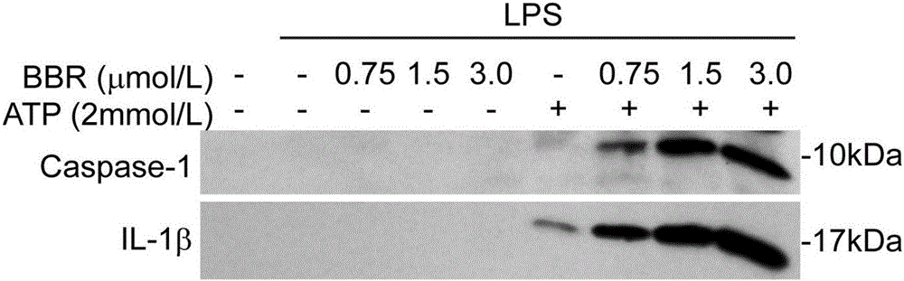 Application of berberine in preparation of medicines for enhancing inflammasome activation