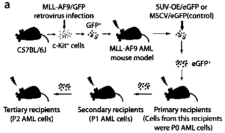 Mouse model for resisting to MLL leukemia by changing epigenetic modification level as well as establishing method and application of mouse model
