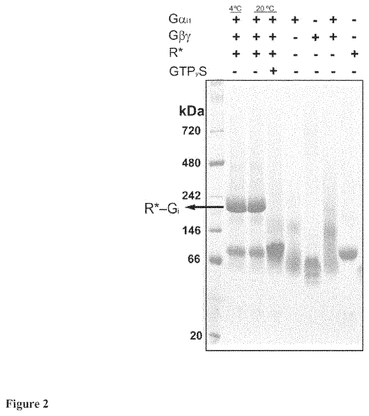 Human G protein alpha subunit gail with at least one mutated amino acid residue