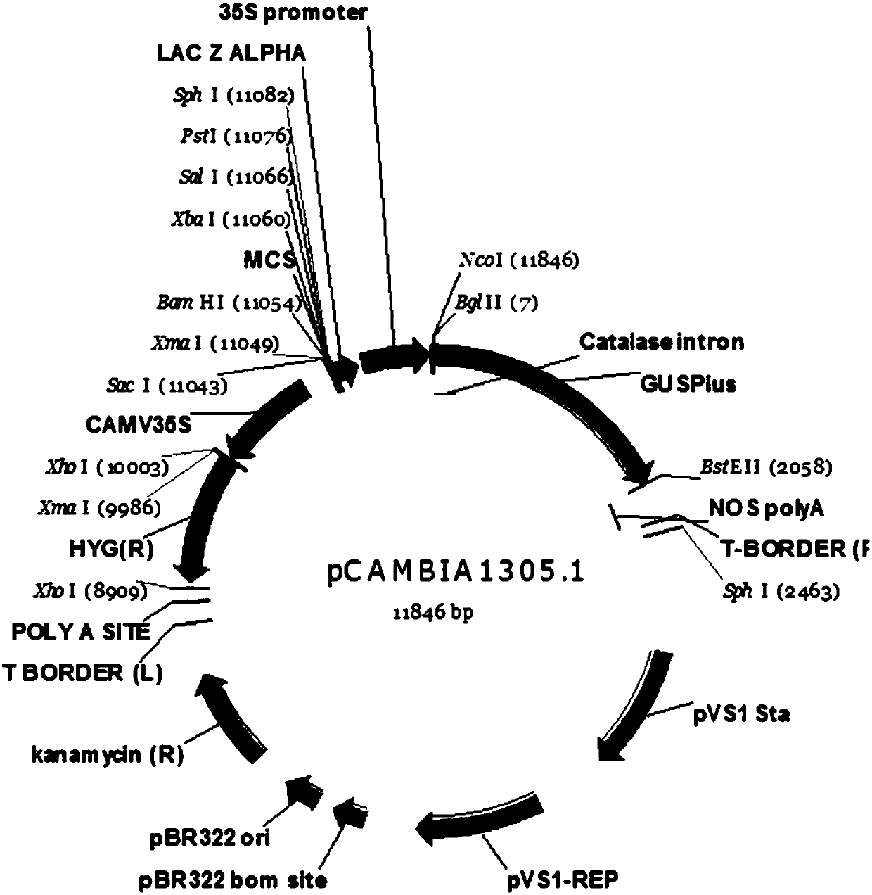 Plant aphid resistance realization method based on 35S promoter