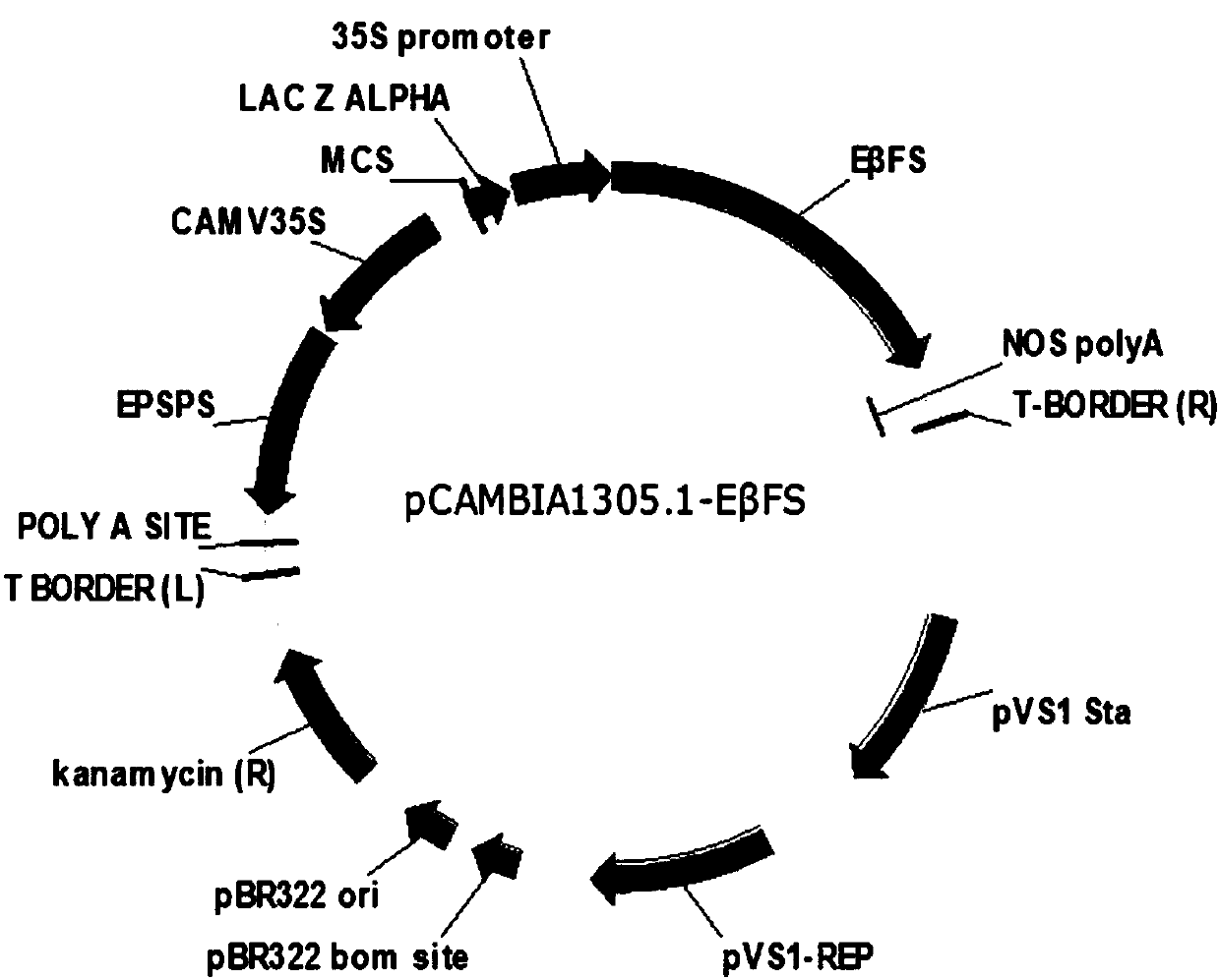 Plant aphid resistance realization method based on 35S promoter