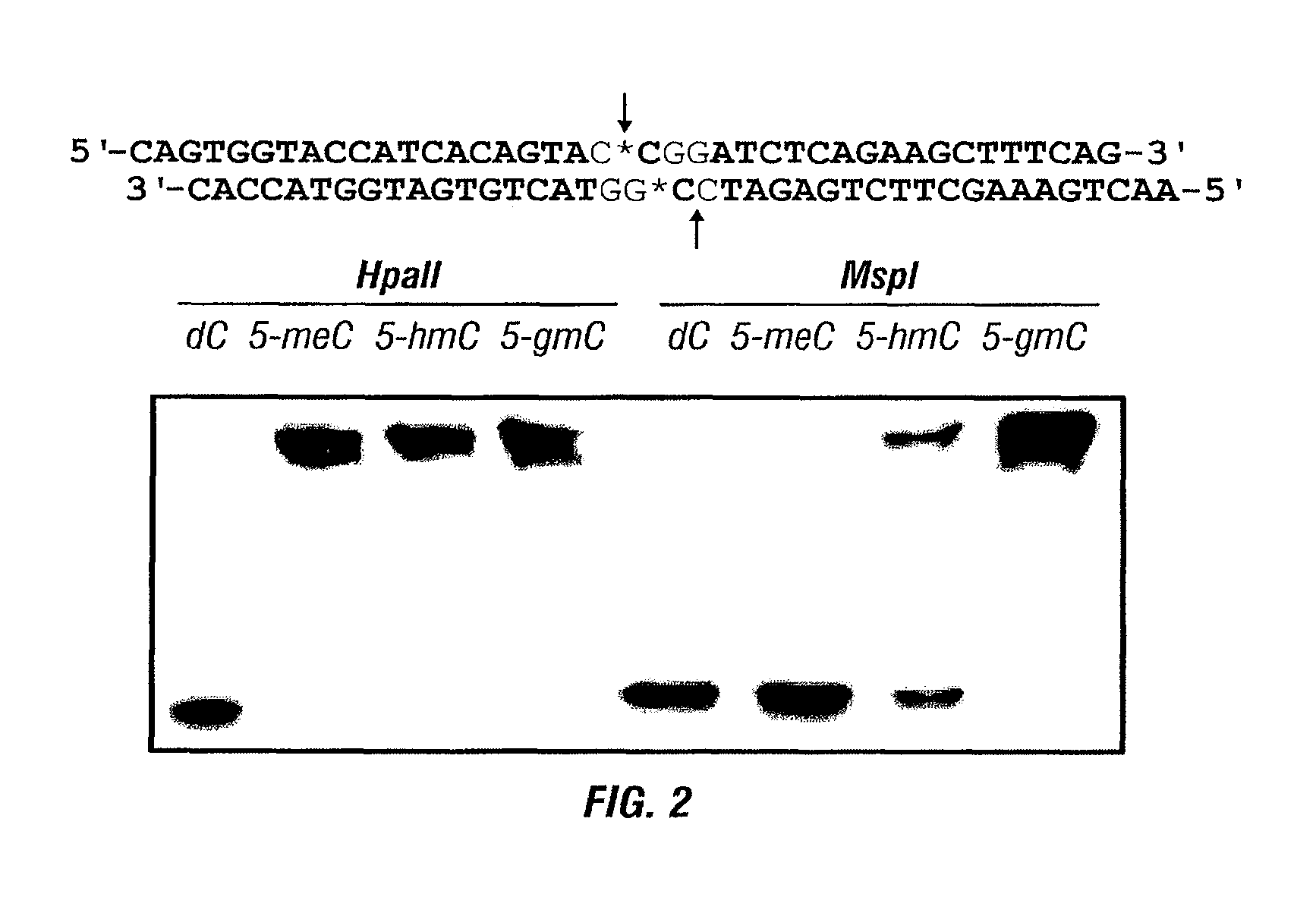 Composition and methods related to modification of 5-hydroxymethylcytosine (5-hmC)