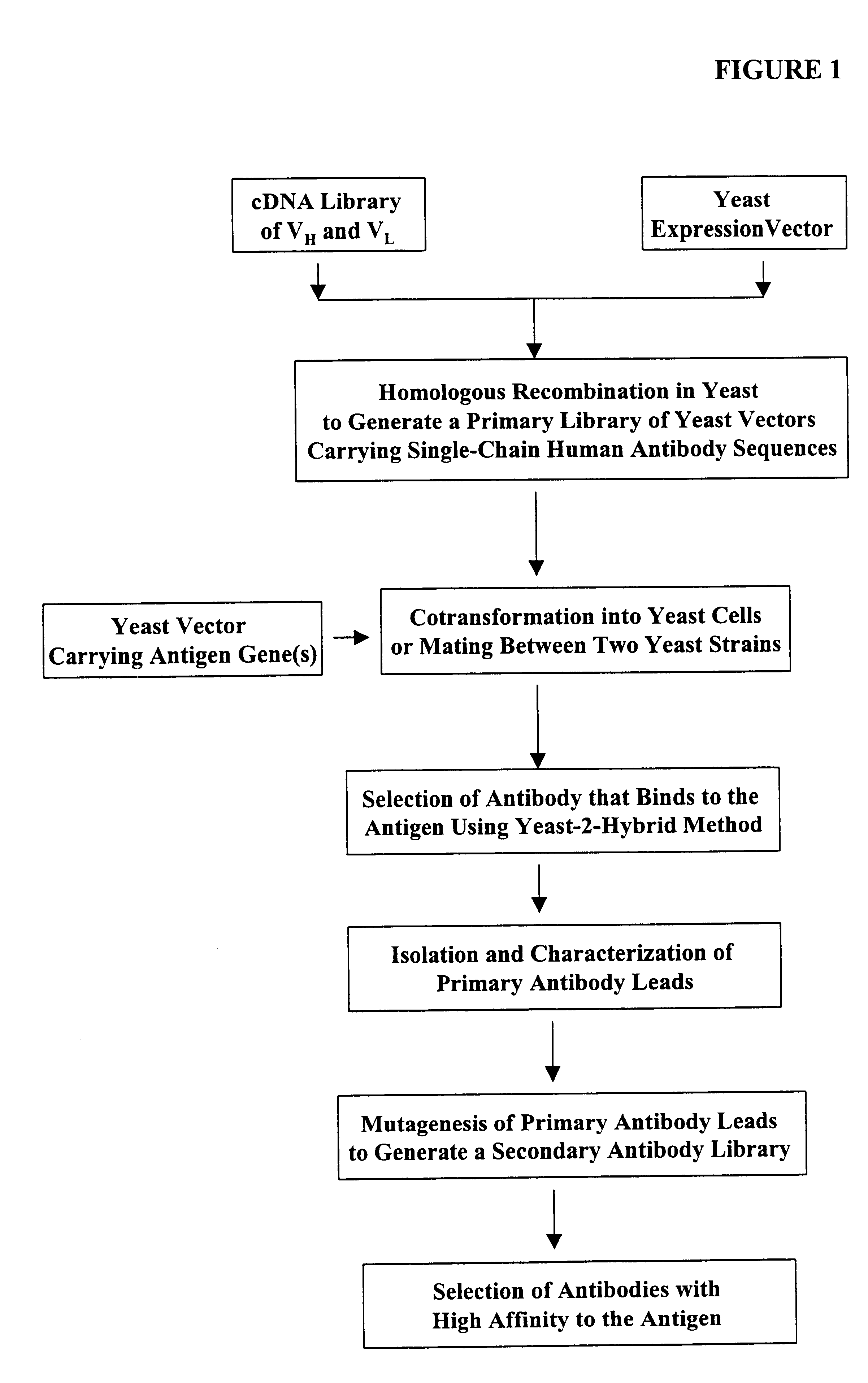 Generation of highly diverse library of expression vectors via homologous recombination in yeast