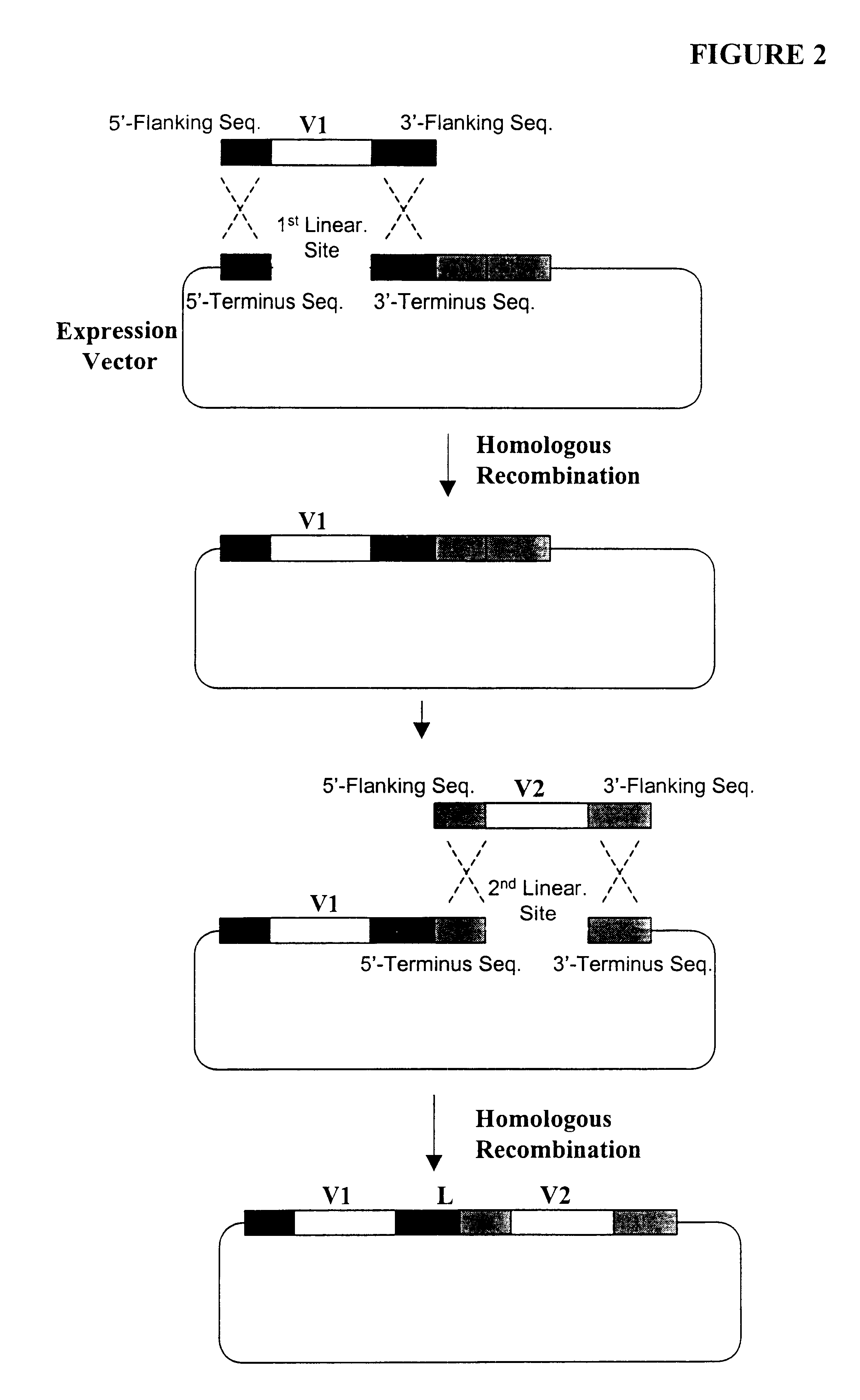 Generation of highly diverse library of expression vectors via homologous recombination in yeast