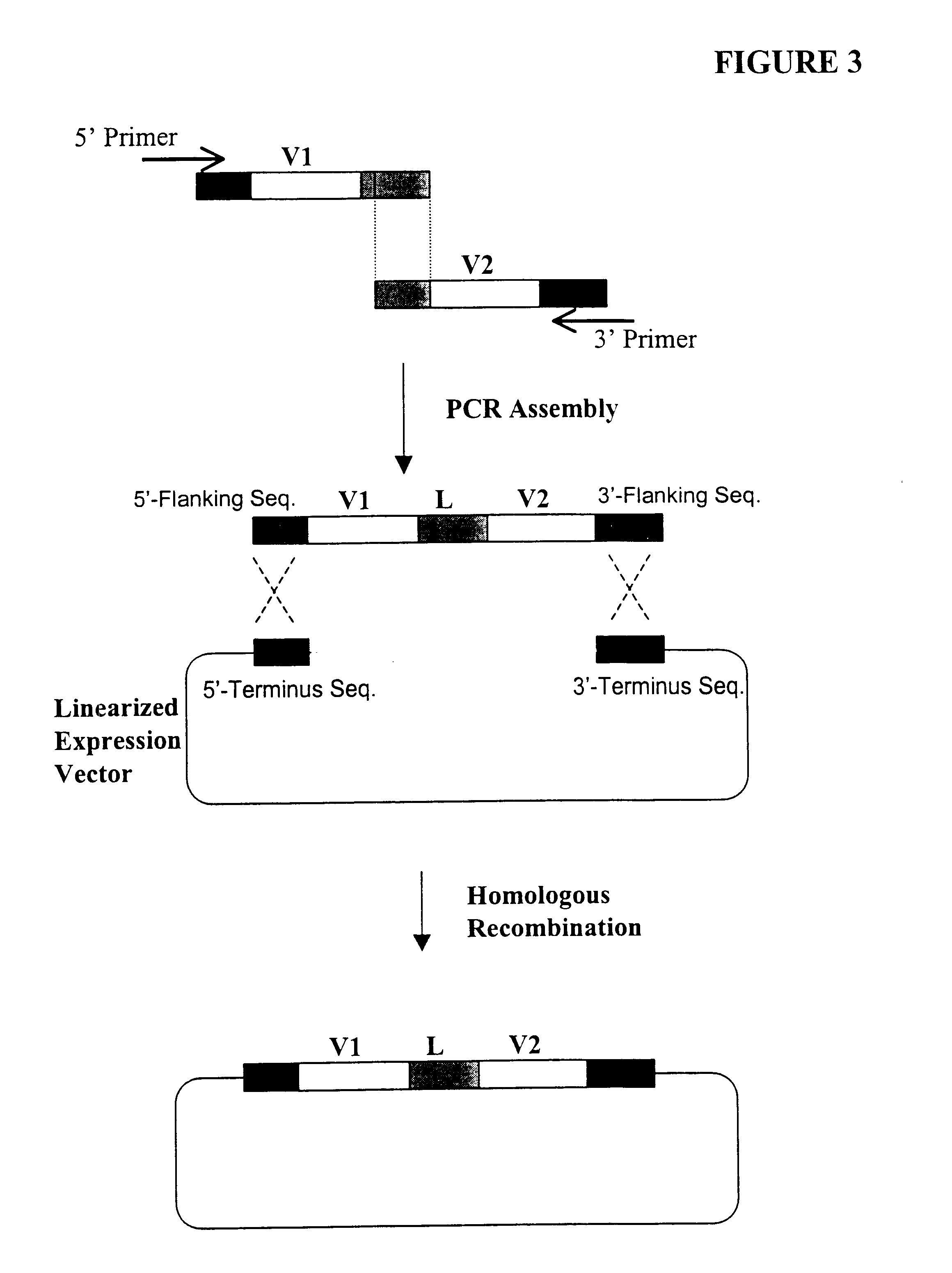 Generation of highly diverse library of expression vectors via homologous recombination in yeast