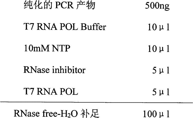 Primers and probe for detecting mouse Sendai virus and method thereof