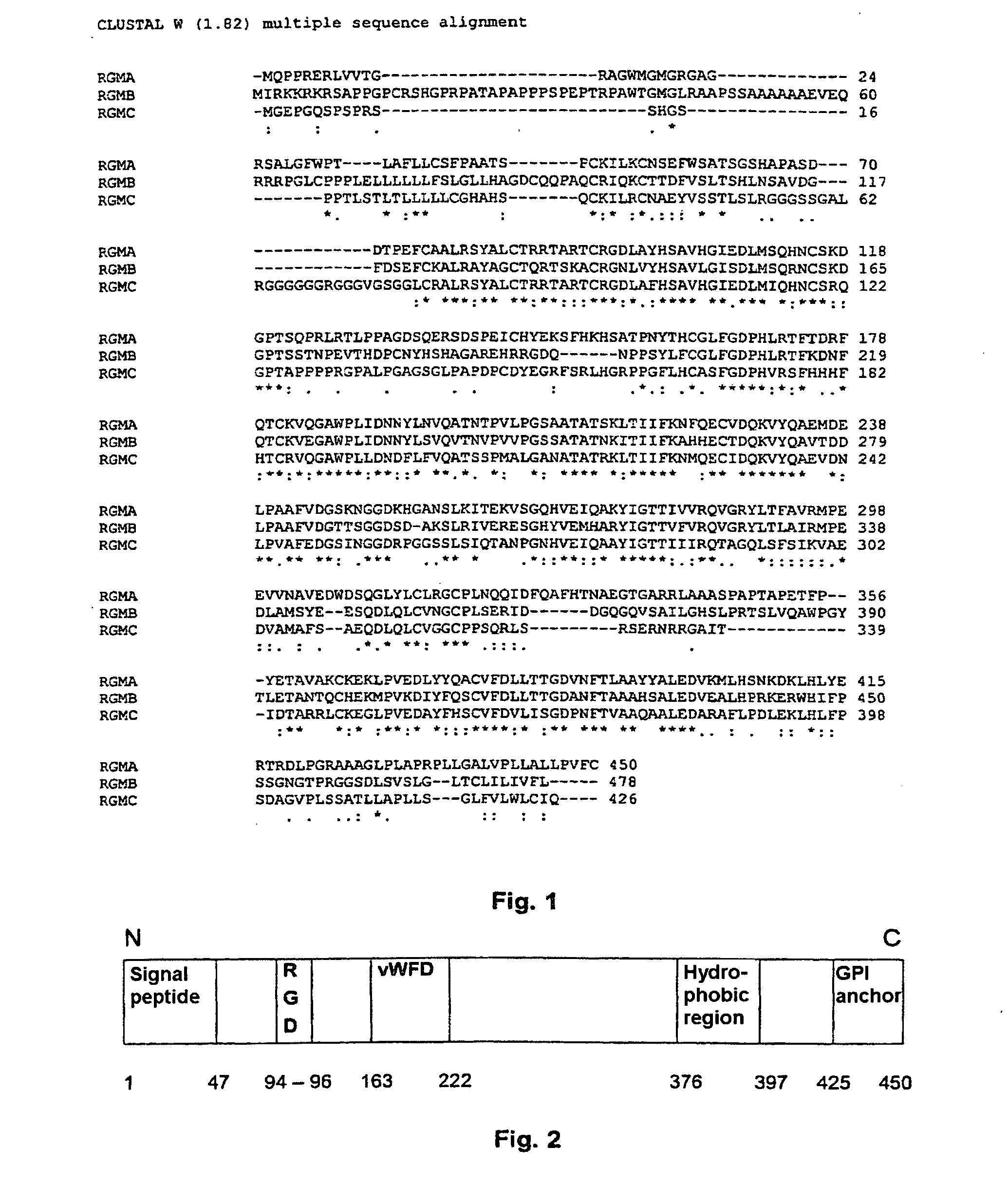 Binding Domains of Proteins of the Repulsive Guidance Molecule (RGM) Protein Family and Functional Fragments Thereof, and Their Use