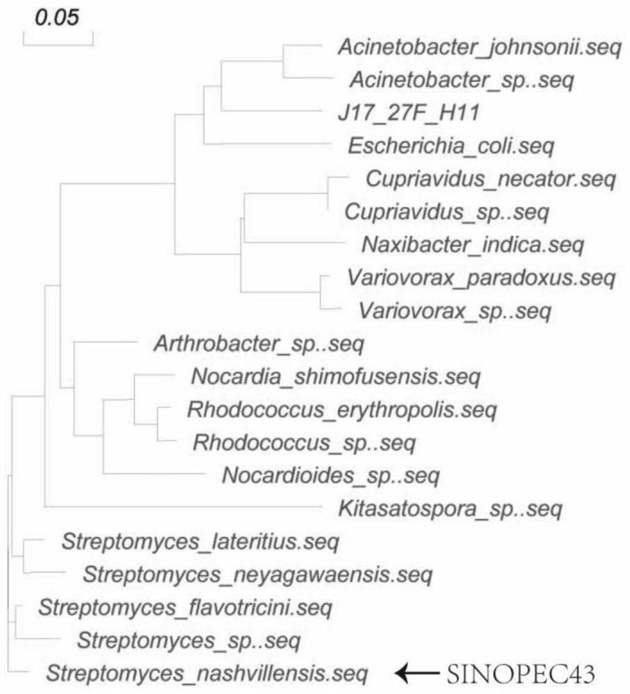 A kind of Streptomyces Nashville and its identification method and application