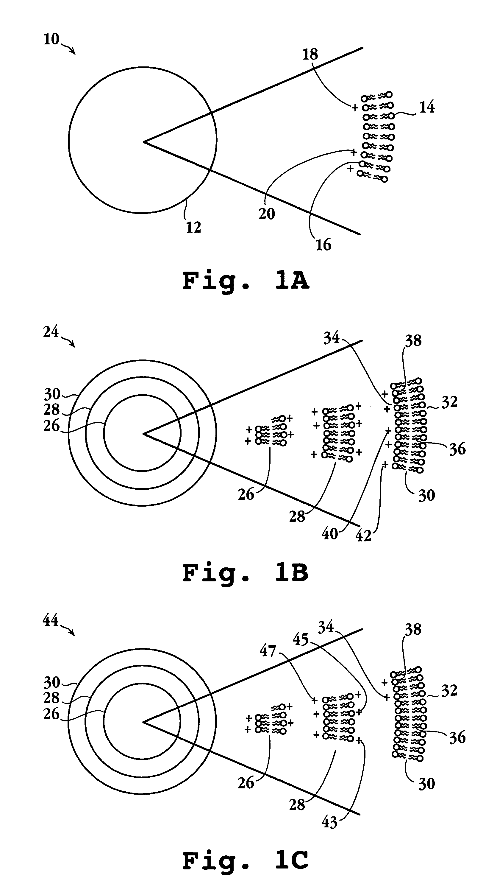 Lipid particles having asymmetric lipid coating and method of preparing same