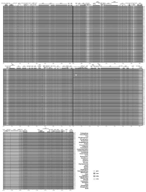 Chrysanthemum chloroplast genomic SSR marker library, acquisition method and application thereof