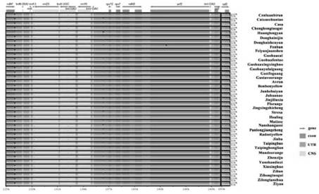 Chrysanthemum chloroplast genomic SSR marker library, acquisition method and application thereof