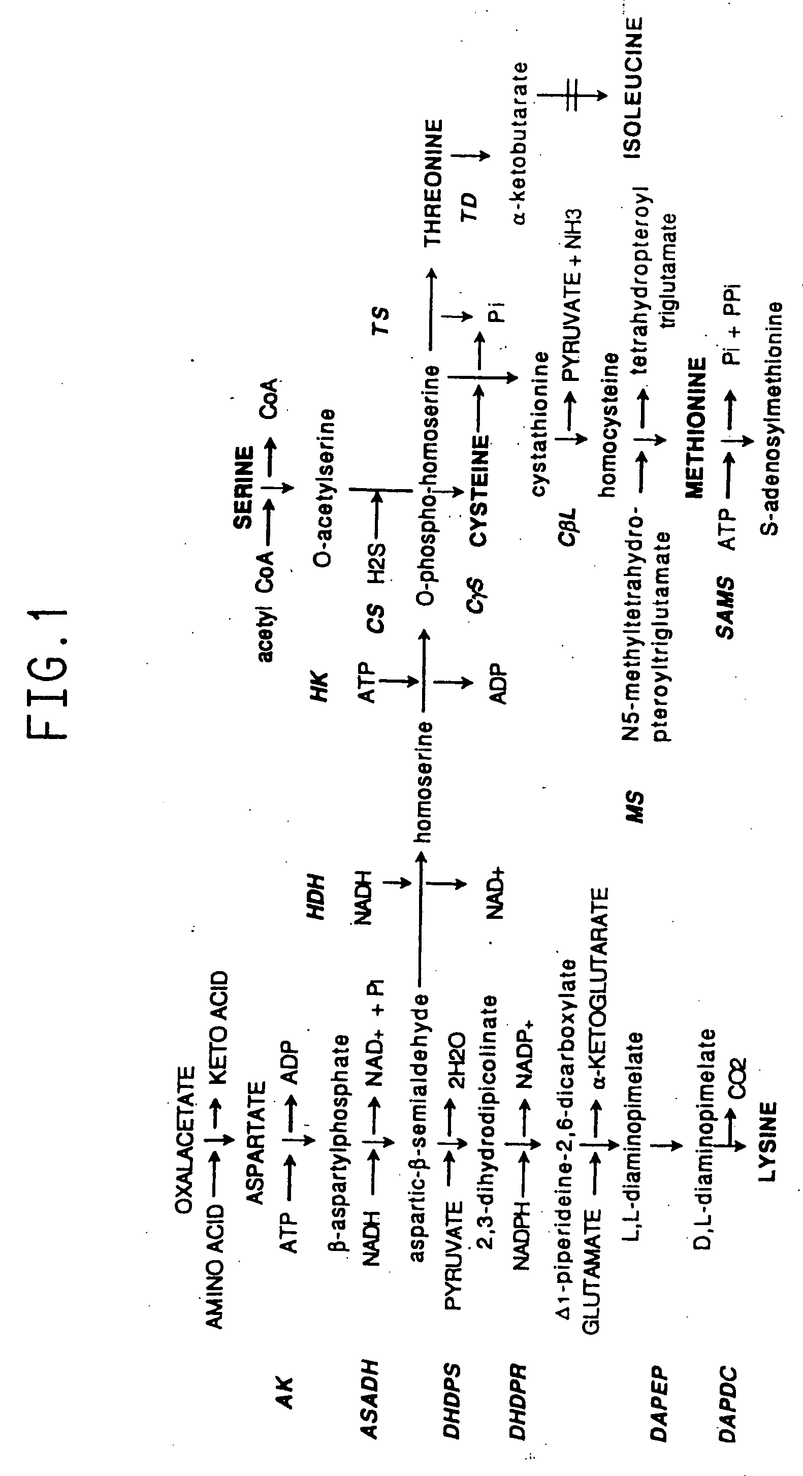 Plant amino acid biosynthetic enzymes