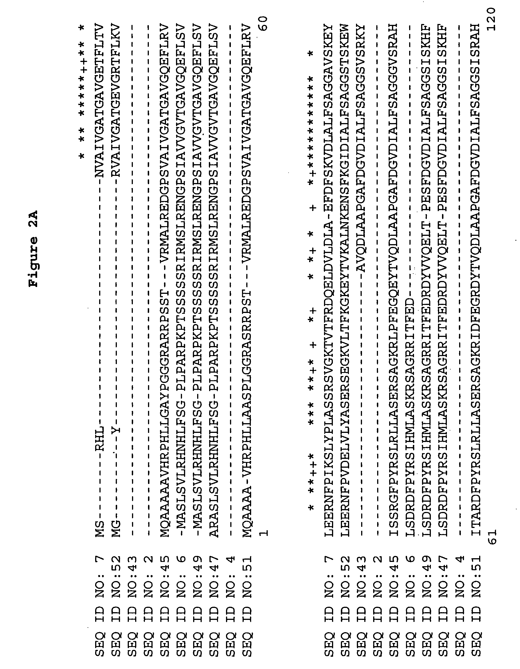 Plant amino acid biosynthetic enzymes