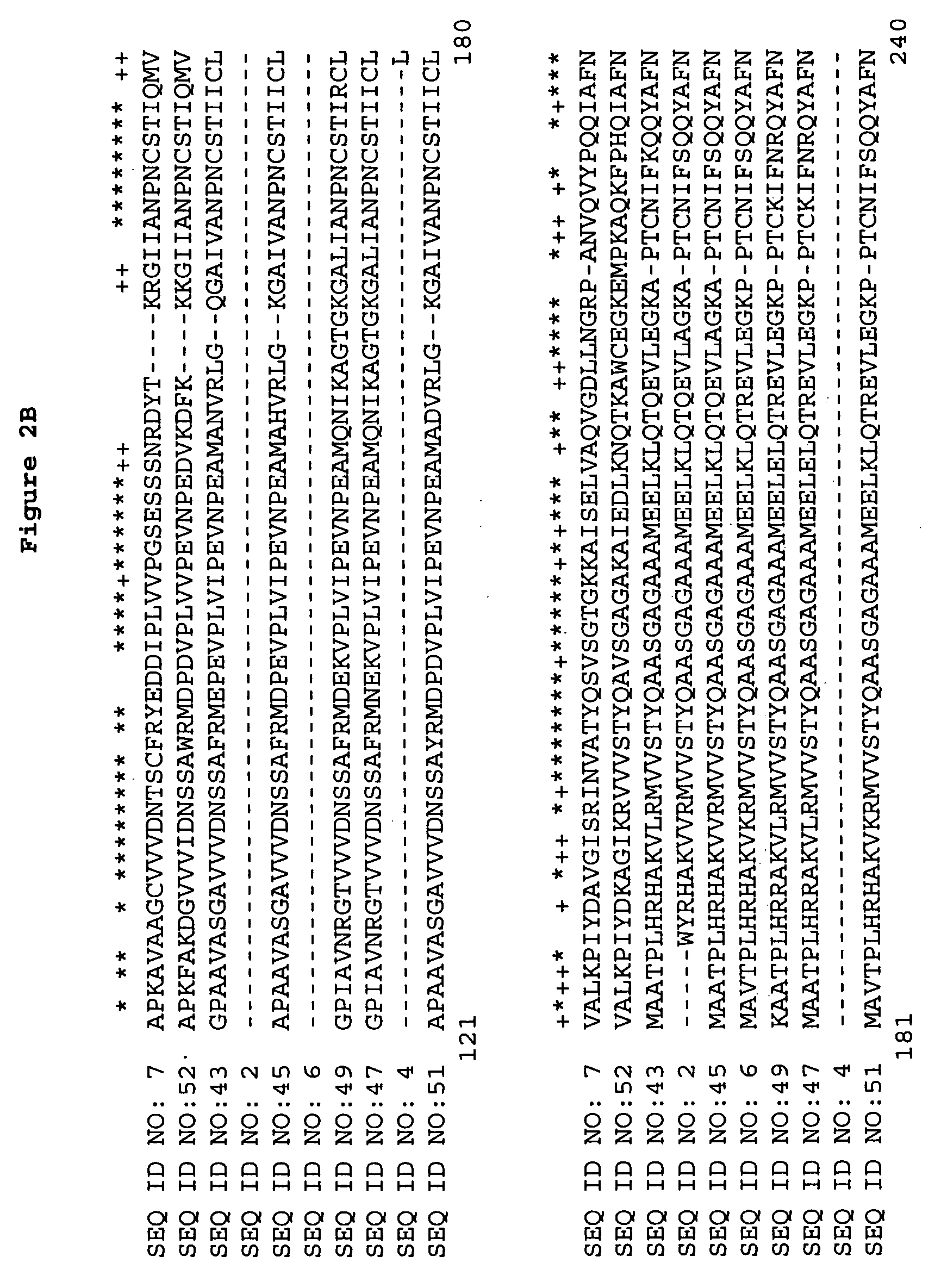 Plant amino acid biosynthetic enzymes