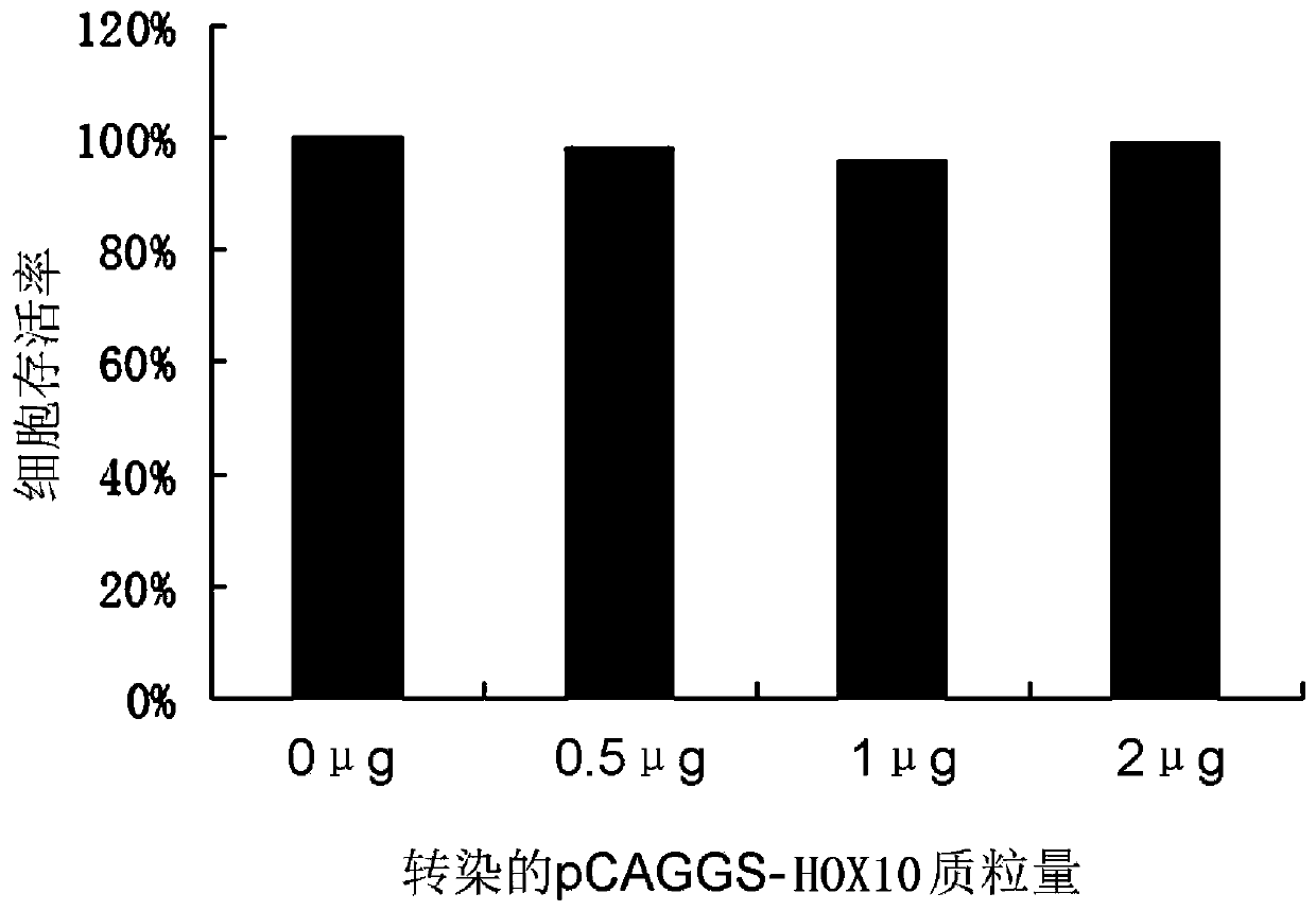 Application of a kind of human homeobox protein a10 in the preparation of medicine for treating or preventing hepatitis B virus infection