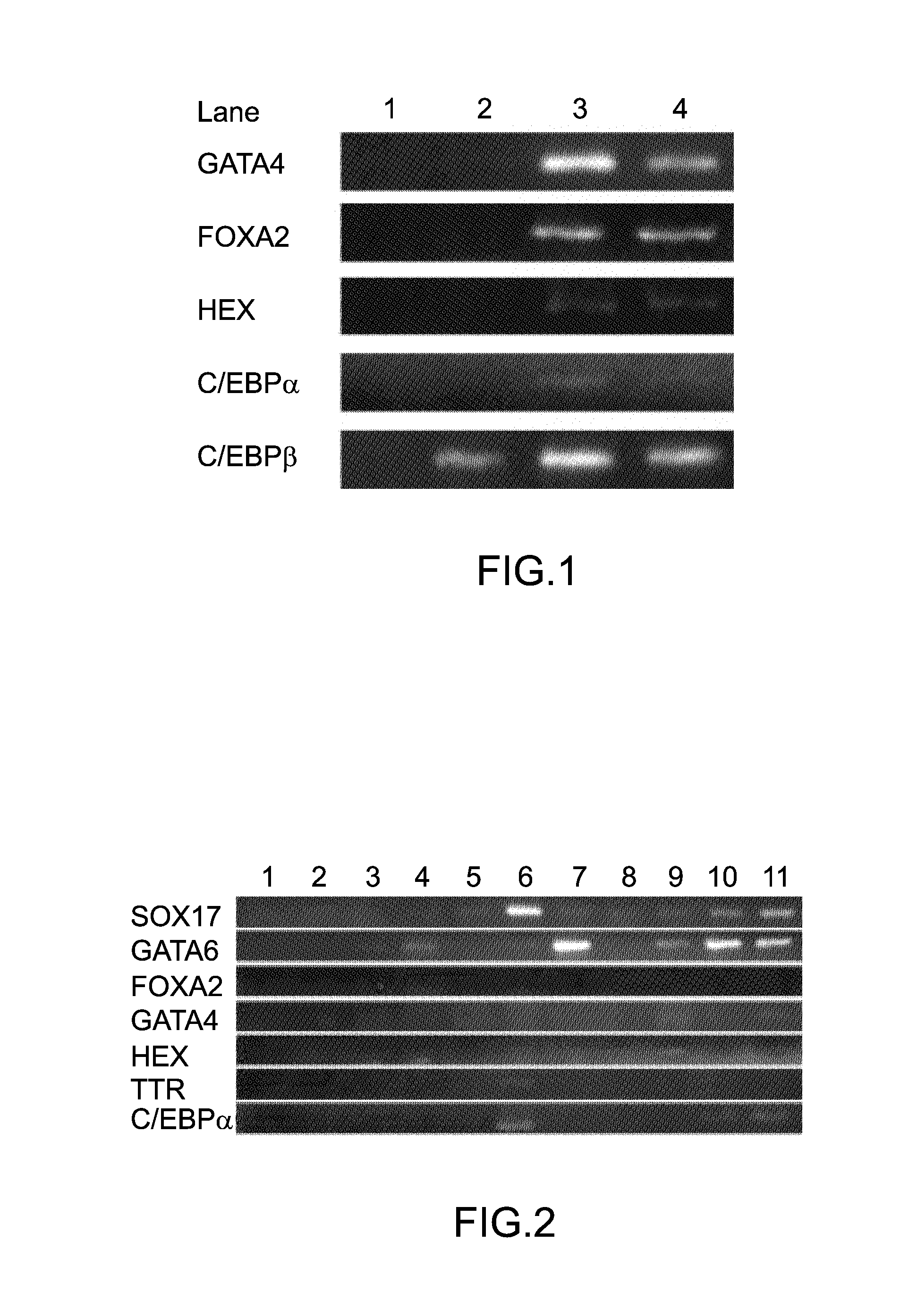 Method of inducing differentiation of human pluripotent stem cell into hepatic progenitor cell