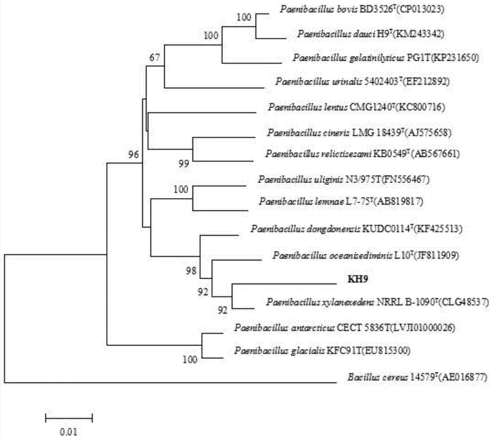 Radiation-resistant type paenibacillus sp. KH9 and application thereof in biological antitranspirant
