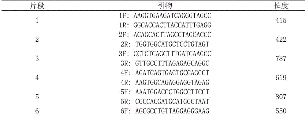 Detection method of 17[alpha] hydroxylase deficiency common gene mutation applicable to Chinese population