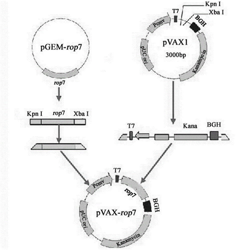 Vaccine for preventing toxoplasma infection as well as preparation method and application thereof