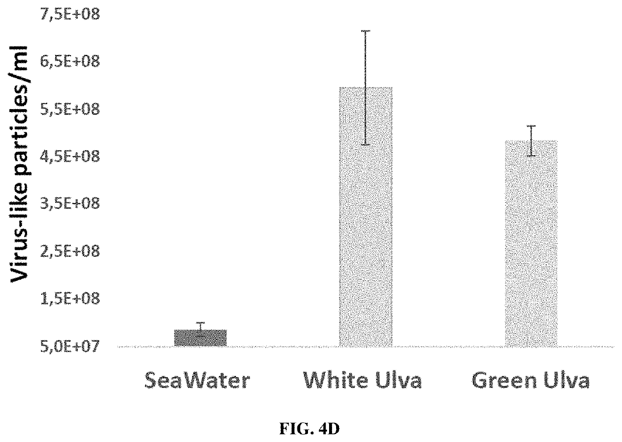 Control of green macroalgae blooms