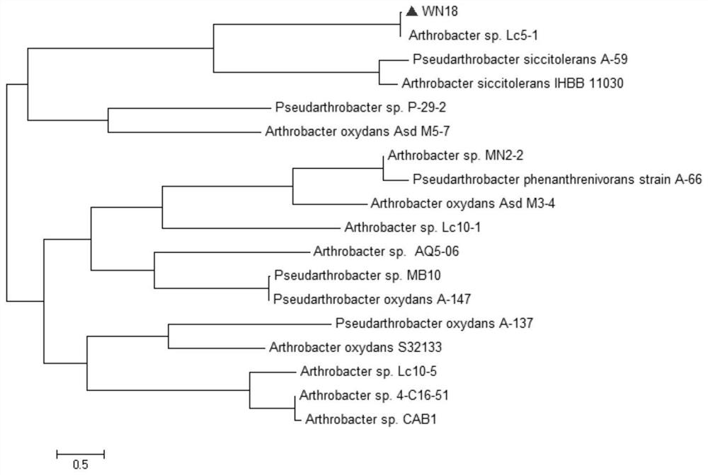 A strain of Arthrobacter wn18 and its application