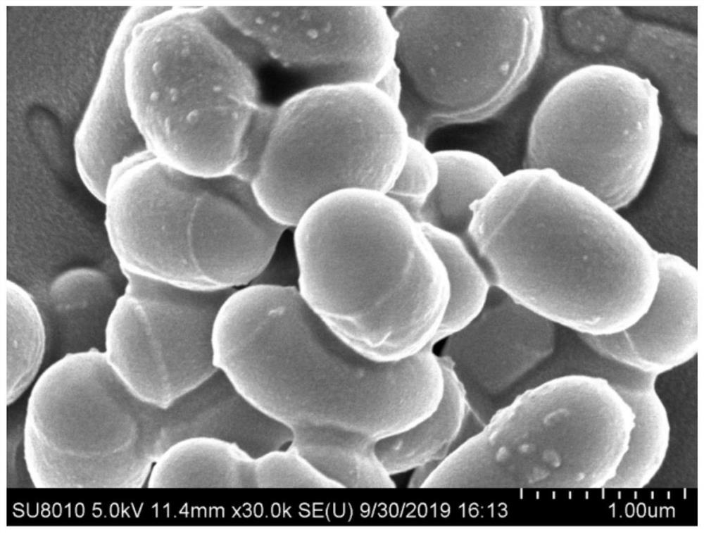 A strain of Arthrobacter wn18 and its application