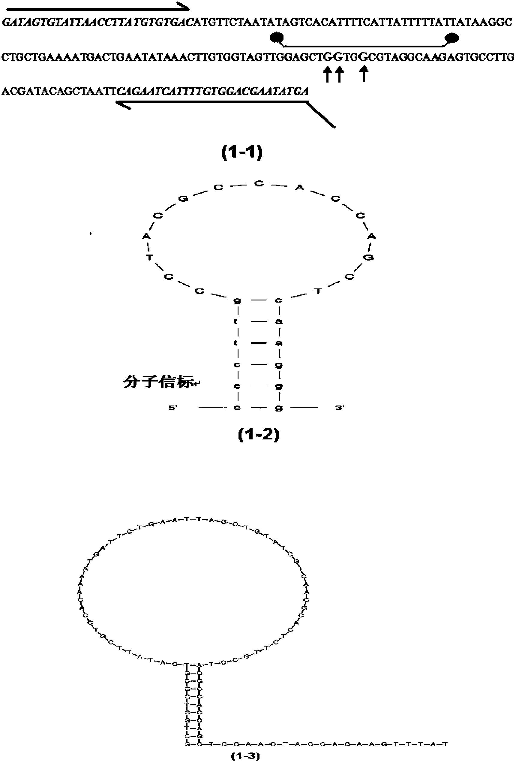 Method for rapidly detecting mutation of KRAS gene