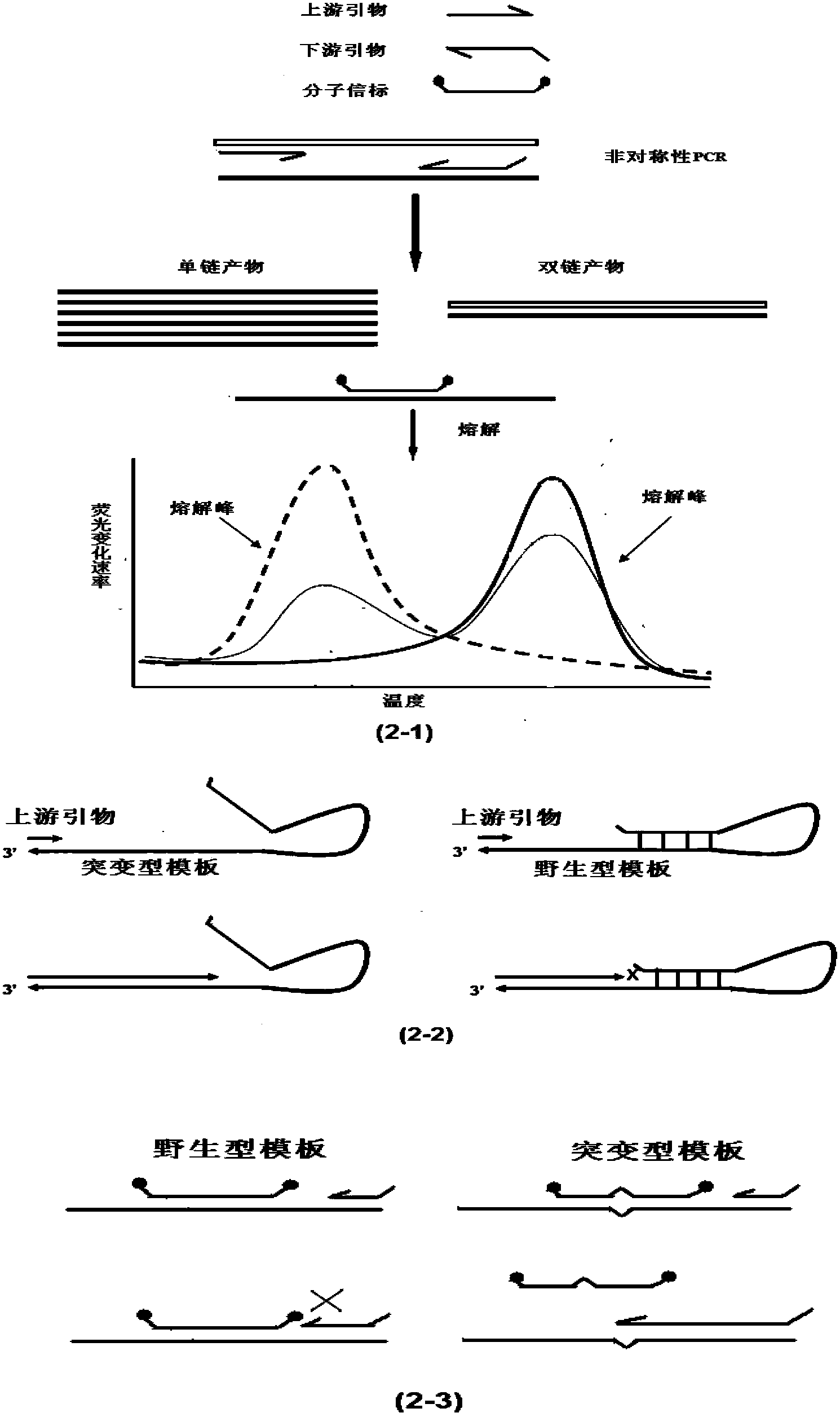 Method for rapidly detecting mutation of KRAS gene