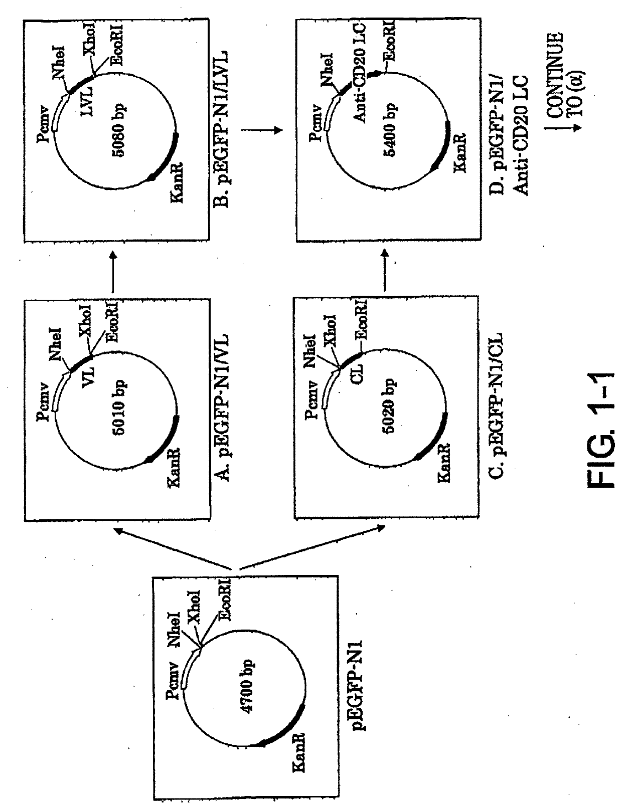 Modified Antibodies With Enhanced Biological Activities