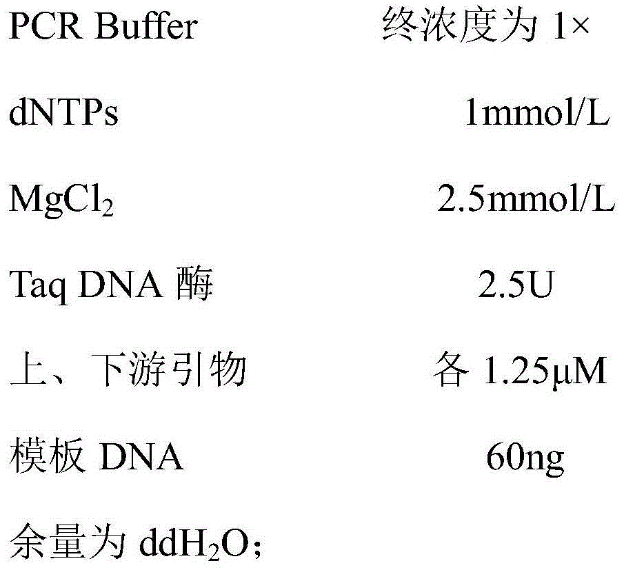 Molecularly specific labeling primers and detection method for mountain rice Bailinggu No.2 and No.19