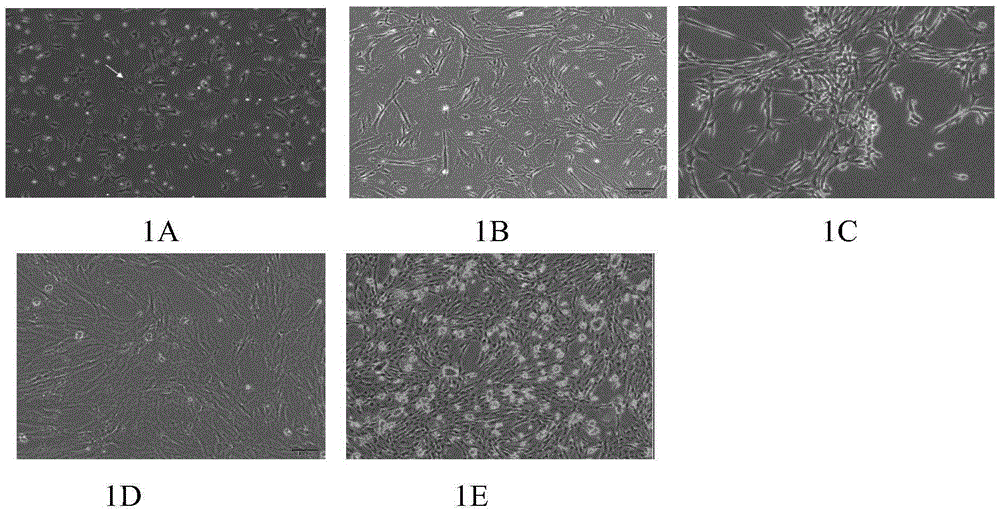 Kit for cell culture