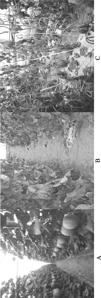 Bacillus subtilis pro1a2, its bacterial agent and preparation method and its application in melon cultivation